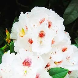 Саджанець Agro-Market Рододендрон гібридний Gartendirektor rieger (120475)