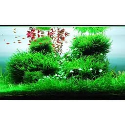 Добриво для акваскейпінгу з високим вмістом NPK та мікроелементів Easy-Life GreenScape 500мл (GS0500) - мініатюра 2