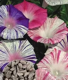 Насіння Весна Іпомея Карнавал Венеції, на вагу, ціна за 2 г (13410)