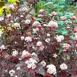 Саджанець Agro-Market Пухироплідник калинолистний Andre С2, висота 20-40см (179110)