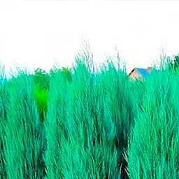 Саджанець Agro-Market Ялівець скельний Skyrocket (контейнер Р9, висота 25-30 см) (24973)