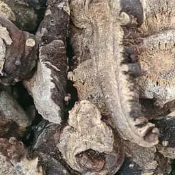 100 г ферула джунгарская/омик/адамов корень сушеный - свежий урожай