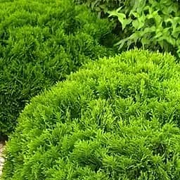 Саджанець Agro-Market Туя західна Danica (контейнер Р9, висота 10-12 см) (25001)