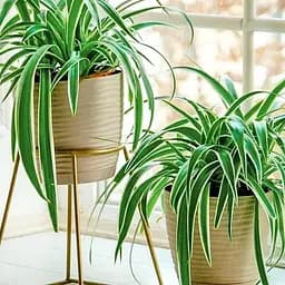 Саджанець Agro-Market Хлорофітум Варієгата (178983) 1 шт. в упаковці