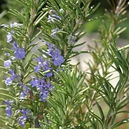 Розмарин лекарственный "Speedy", С2 (идеальный в кулинарии, обладает тонизирующими свойствами) (189783) 1 саженец в упаковке