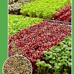 Насіння Agro-Market Мікрозелень Суміш Великий пакет 10 г (51960)
