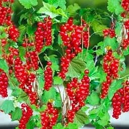 Саженец Agro-Market Смородина на штамбе красная Лейден (среднего срока созревания) 1 шт. в упаковке (23892)