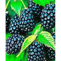 Саженец Agro-Market Ежевика поздняя Лох Несс (Loch Ness) 1 саженец (23599)