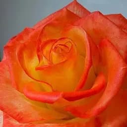 Троянда чайно-гібридна Agro-Market Конфеті саджанець класу АА+ вищий сорт 1 шт. в упаковці (21009)