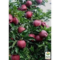 Саджанець Agro-Market Яблуня Супер Чіф укорінена в контейнері (саджанець 2 роки) (181476) - мініатюра 4