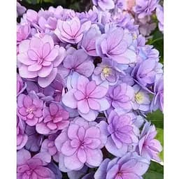 Гортензия крупнолистая 2-летняя "You & Me Together" высота саженца 25-45см (186188) 1 саженец