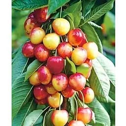 Черешня колоноподібна рожева "Сабрина" укорінена в контейнері (саджанець 2 роки) (153089) 1 саджанець в упаковке