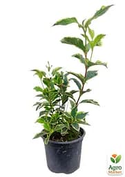 Саджанець Agro-Market Вейгела флорида 2-річна Nana Variegata висота 20-40см (101884) - мініатюра 3