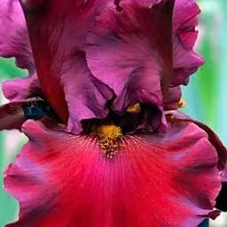 Ирис бородатый крупноцветковый "Dinamit" 1 шт (41114)