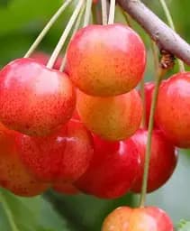 Саджанець Agro-Market Черешня рожева Космічна (літній сорт, середній термін дозрівання) 1 шт. в упаковці (49497)