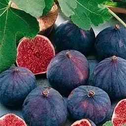 Саджанець Agro-Market Інжир фіолетово-коричневий Чикаго Харді (Chicago Hardy) (преміальний, морозостійкий, ранній) 1 саджанець в упаковці (50404) 1 шт. в упаковці