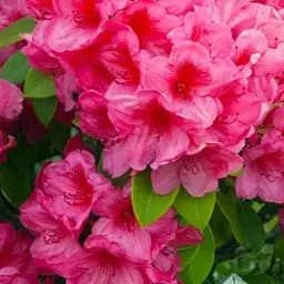 Рододендрон Agro-Market Kermesina Rose розовый 1 саженец в упаковке (25759)