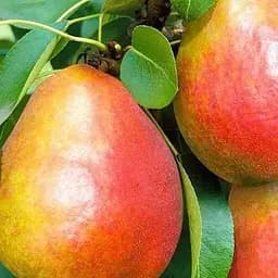Саджанець Agro-Market Груша Генерал Тотлебен (зимовий сорт, пізній термін дозрівання) (39878) 1 шт. в упаковці - мініатюра 2