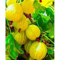 Саджанець Agro-Market Аґрус Інвікта (Invict) (середній термін дозрівання, високоврожайний сорт) 1 саджанець (19907)