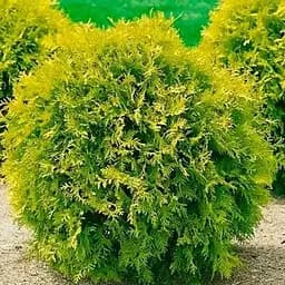 Туя западная Mirjam С2, высота 15-20 см (188030) 1 саженец в упаковке