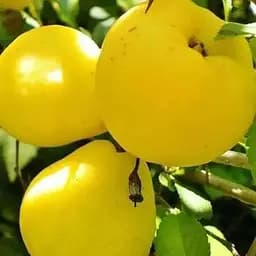 Саджанець Agro-Market Айва Соковита (зимовий сорт, середній термін дозрівання) (40020) 1 шт. в упаковці