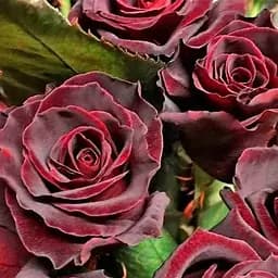 Роза чайно-гибридная Agro-Market Фиджи негро саженец класса АА+ высший сорт 1 шт. в упаковке (178175)