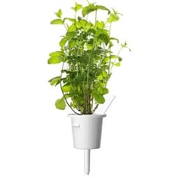 Змінний картридж Click & Grow Smart Garden М'ята, 3 капсули (7397)