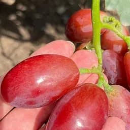 Саженец Agro-Market Виноград Квазар (сверхбольший виноград со сладкой, хрустящей ягодой) 1 шт. в упаковке (158313)