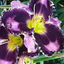 Лілійник "Got Attitude" (181037) 1 шт