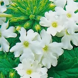 Вербена (Verbena hybrida) "Big White" (53402)