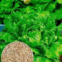 Семена Agro-Market Салат Ольжич на вес цена за 7 г (177351)