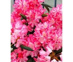 Саджанець Agro-Market Рододендрон гібридний вічнозелений Emanuella (155290) 1 шт. в упаковці