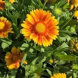 Гайлардія гібридна "Arizona Apricot" вазон С2 (183704) 1 саженец