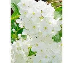 Саженец Agro-Market Дейция гибридная Lemoinei (181744) 1 шт. в упаковке Нидерланды