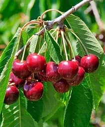 Саджанець Agro-Market Черешня Простір (літній сорт, середній термін дозрівання) 1 шт. в упаковці (25913)