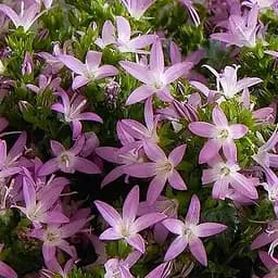 Кампанула "Adansa Pink" (186432) 1 шт