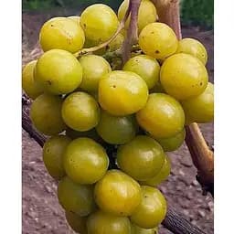 Саженец Agro-Market Виноград Прима Украины (надранний сорт) (184242) 1 шт.