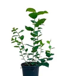 Саджанець Agro-Market Лохина (чорниця садова) Дарроу 2 роки С1.5 висота 50-60 см 1 саджанець (176951) - мініатюра 2
