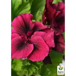 Саджанець Agro-Market Пеларгонія Королівська Aristo Burgundy (контейнер № 10 висота 10-20 см) (49108) 1 шт. в упаковці - мініатюра 3