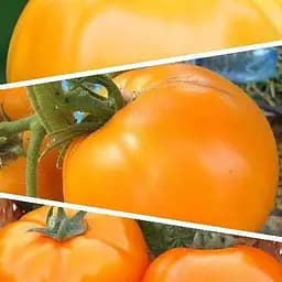 Томат жовтий "Суміш кращих популярних сортів" ТМ "Весна"  2г (45515)