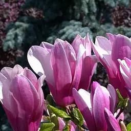 Саджанець Agro-Market Магнолія Oriental Night (42925)