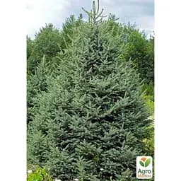 Саджанець Agro-Market Ялина блакитна Meyeri (горщик P9) (61872) - мініатюра 2
