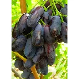 Саджанець Agro-Market Виноград Джованні (дуже раннього терміну дозрівання, не пошкоджується осами) 1 шт. в упаковці (20235)