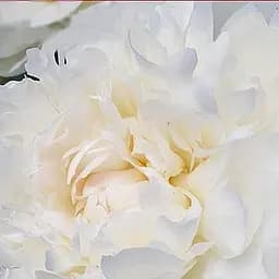 Саджанець Agro-Market Півонія трав'яниста Gladys Hodson 1 шт. в упаковці (40737)