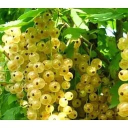 Саджанець Agro-Market Смородина біла Версальська вкорінена в контейнері (середній термін дозрівання) 1 саджанець (181142)