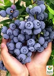 Саджанець Agro-Market Лохина 3-х річна Блюкроп (Bluecrop) С5 висота 70-90см 1 шт. в пакуванні (182323) - мініатюра 3