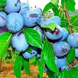 Саджанець Agro-Market Слива Ганіта (літній сорт, середньопізній термін дозрівання) (23469) 1 шт. в упаковці