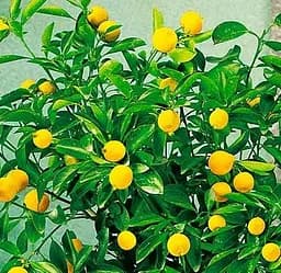 Саджанець Agro-Market Лимон Дженоа (карликовий сорт) (178802) 1 шт. в упаковці