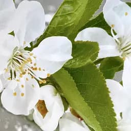 Вінілова наклейка на стіл Квіти яблуні Краплі води самоклеюча Сірий 65х120 см Happy Pocket Z181861 - мініатюра 5