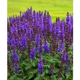 Саджанець Agro-Market Шавлія Deep Ocean (180054) 1 шт.